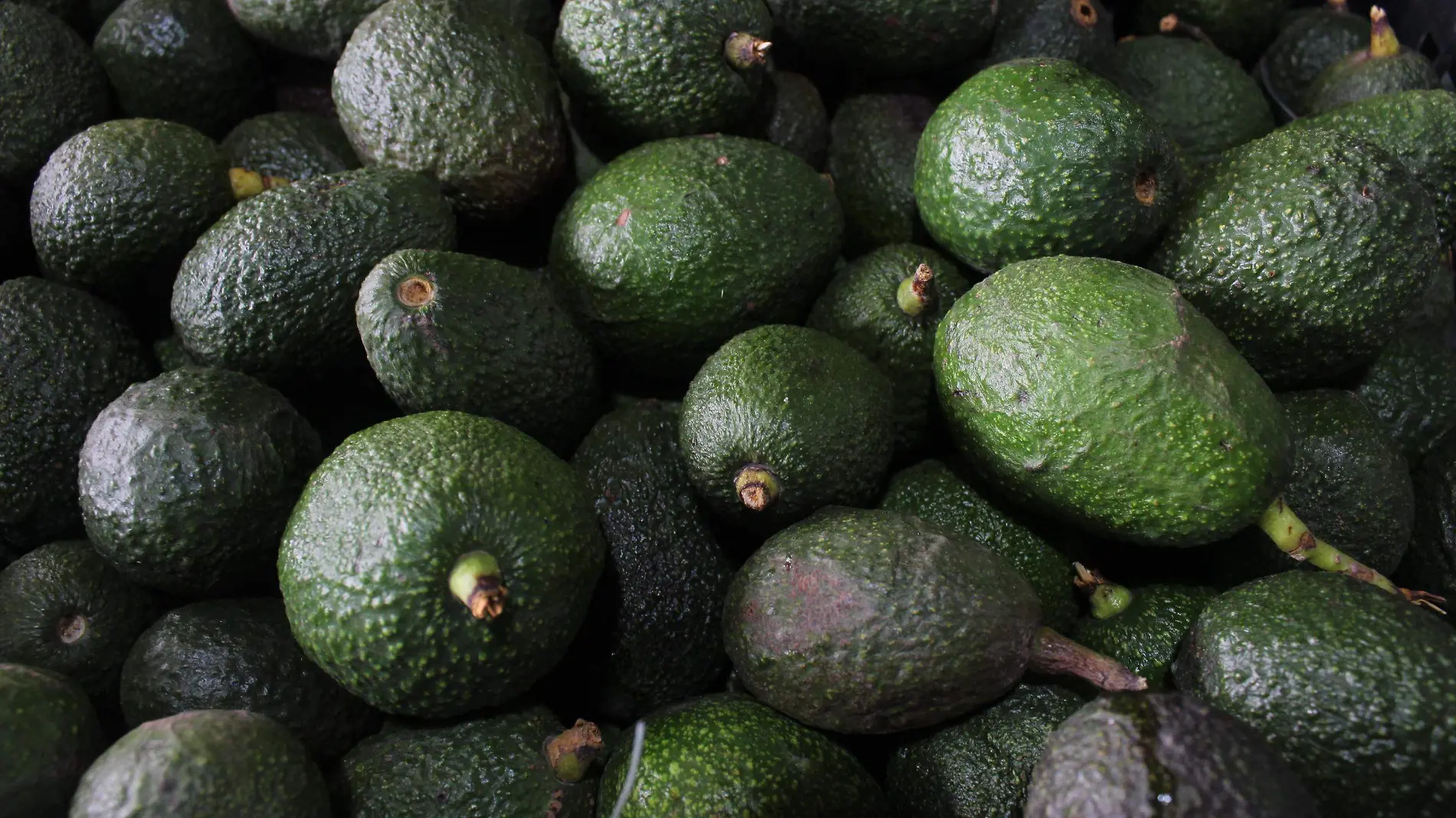 Precio del aguacate alcanza su máximo histórico en Puebla